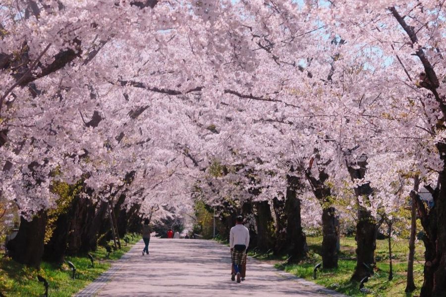 hokkaido-sakura