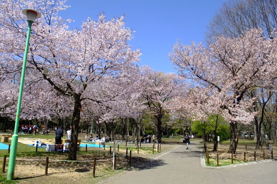 hokkaido-sakura