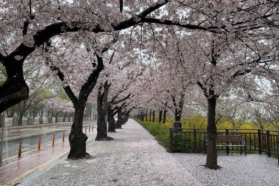 korea-sakura-guide