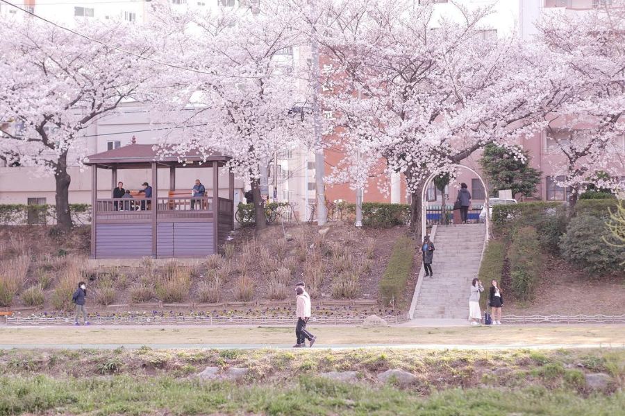 busan-sakura