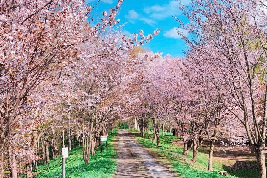 hokkaido-sakura