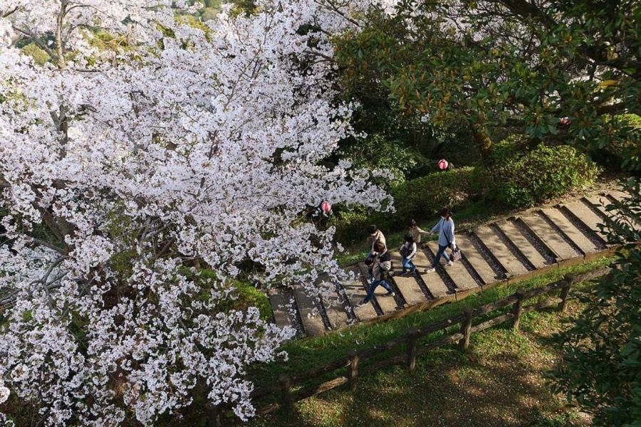 hokkaido-sakura