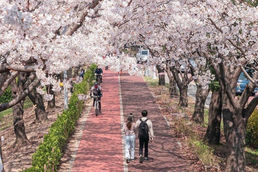 busan-sakura