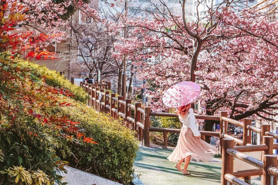 tokyo-sakura