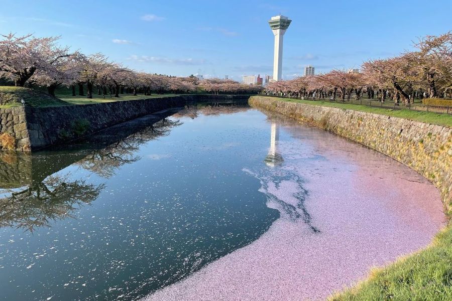 hokkaido-sakura