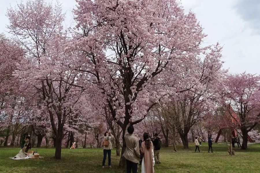 hokkaido-sakura