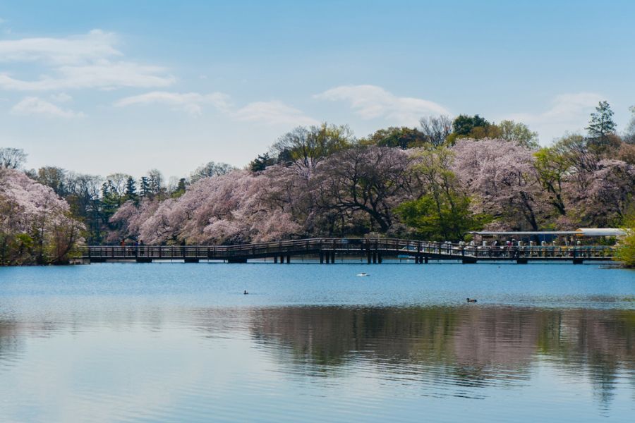 tokyo-sakura