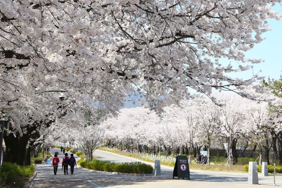 seoul-sakura