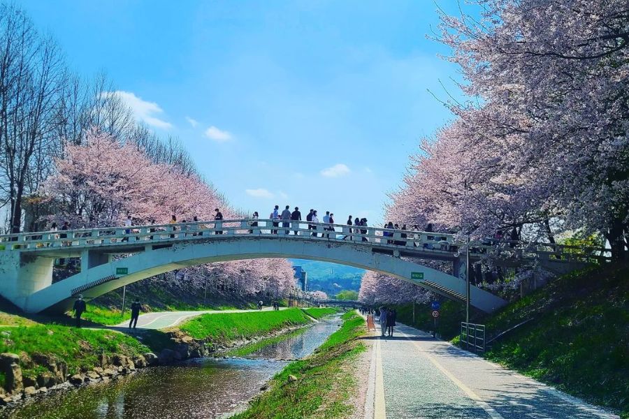 seoul-sakura