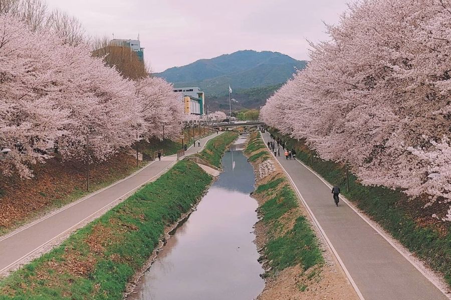 seoul-sakura