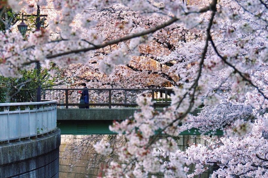 tokyo-sakura