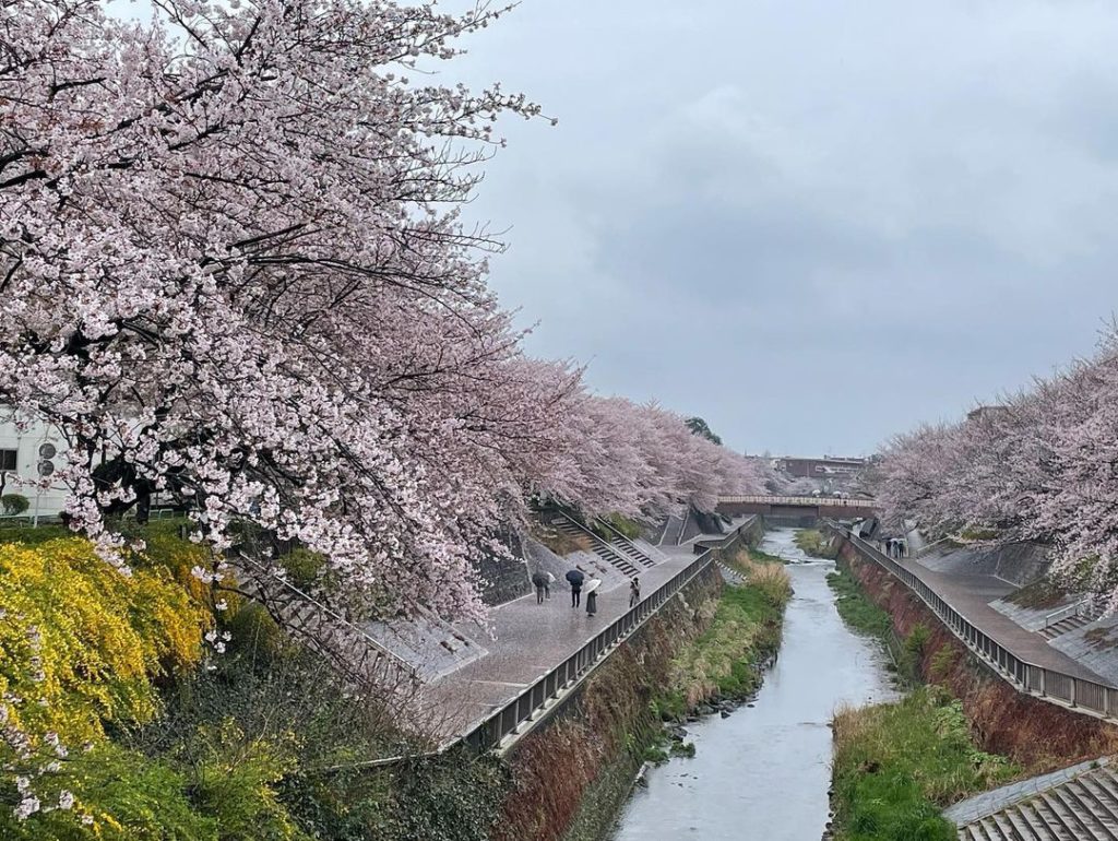 tokyo-sakura