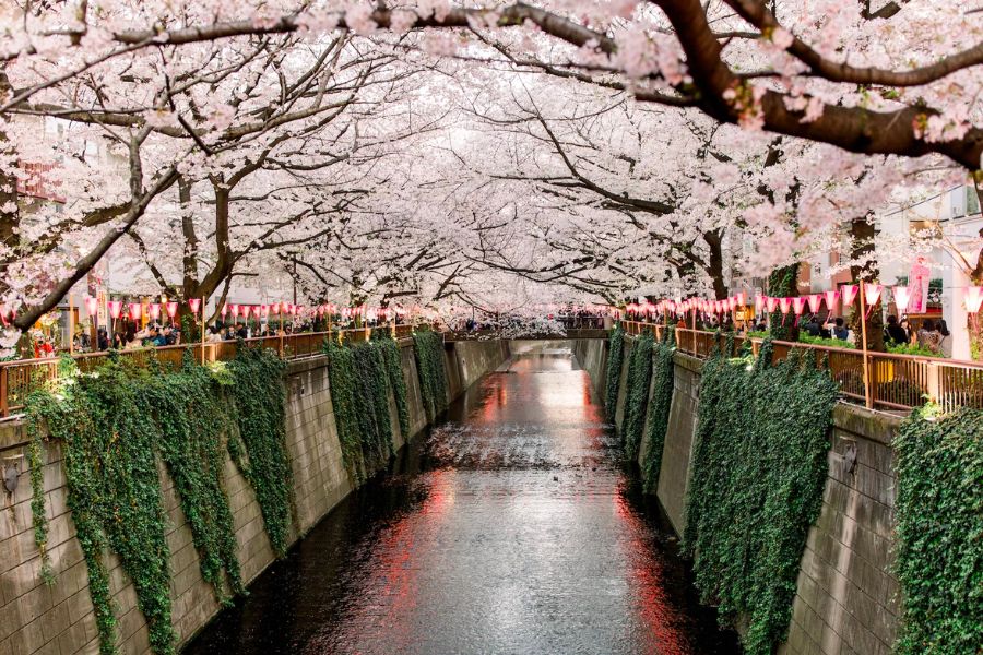 tokyo-sakura