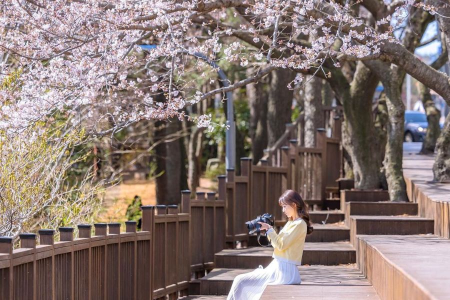 busan-sakura