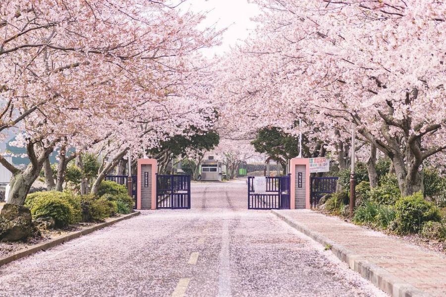 korea-sakura-guide