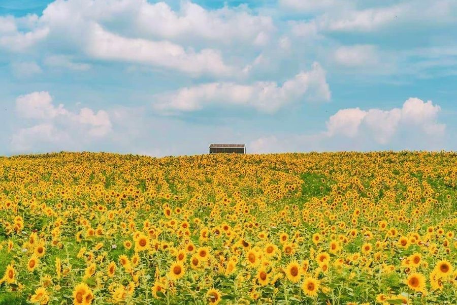 south-korea-summer