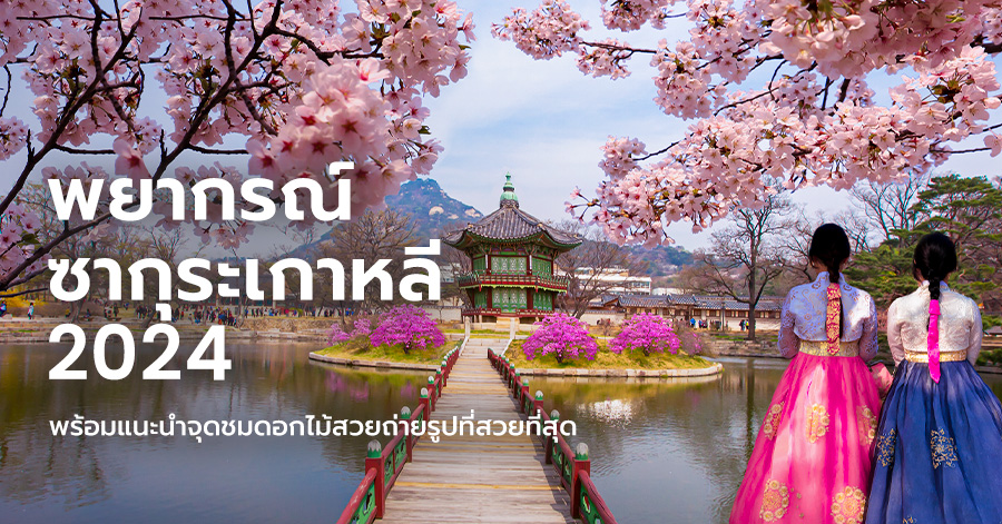 korea-sakura-guide