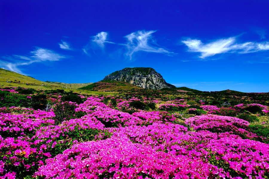 jeju