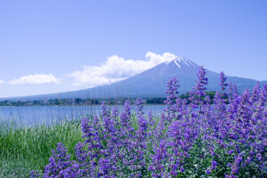 japan-summer