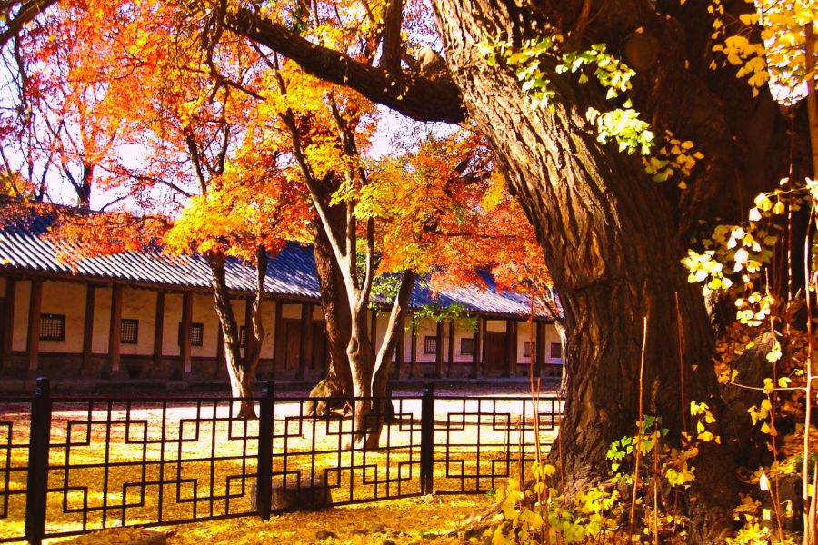 seoul-autumn