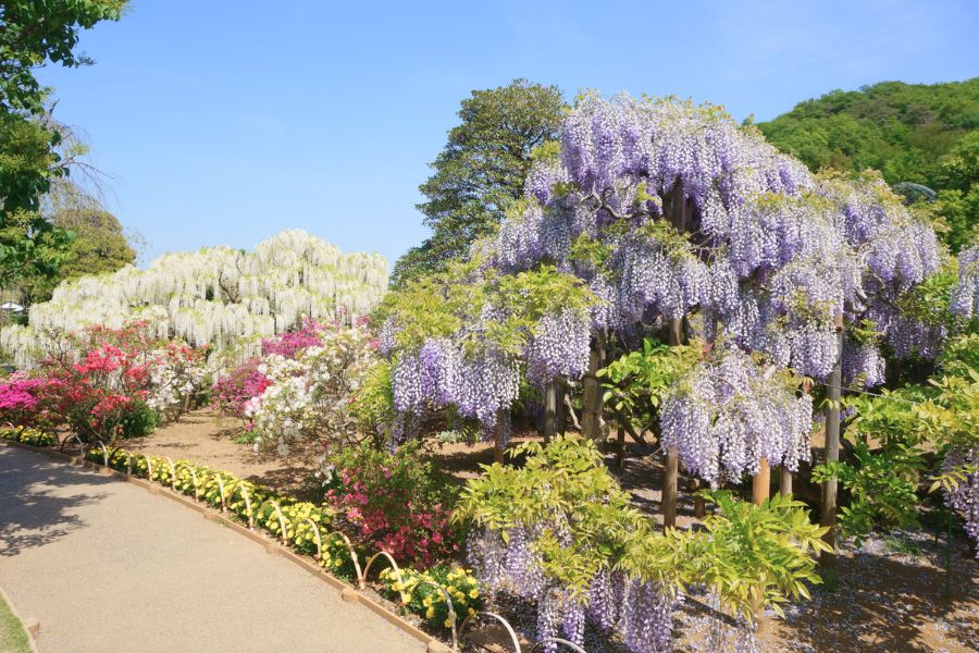 japan-summer