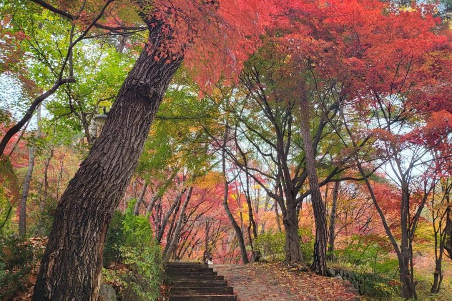 seoul-autumn