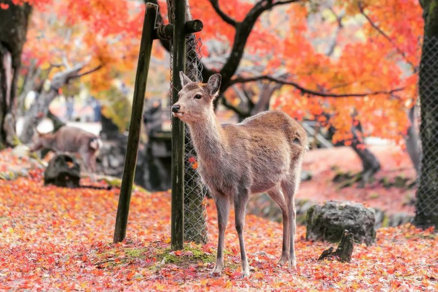 japan-autumn