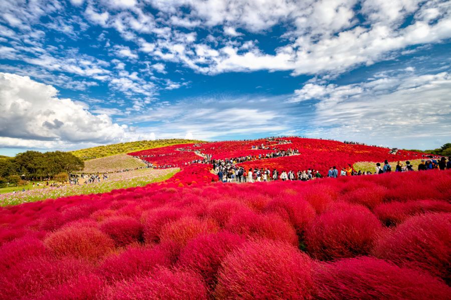 japan-autumn
