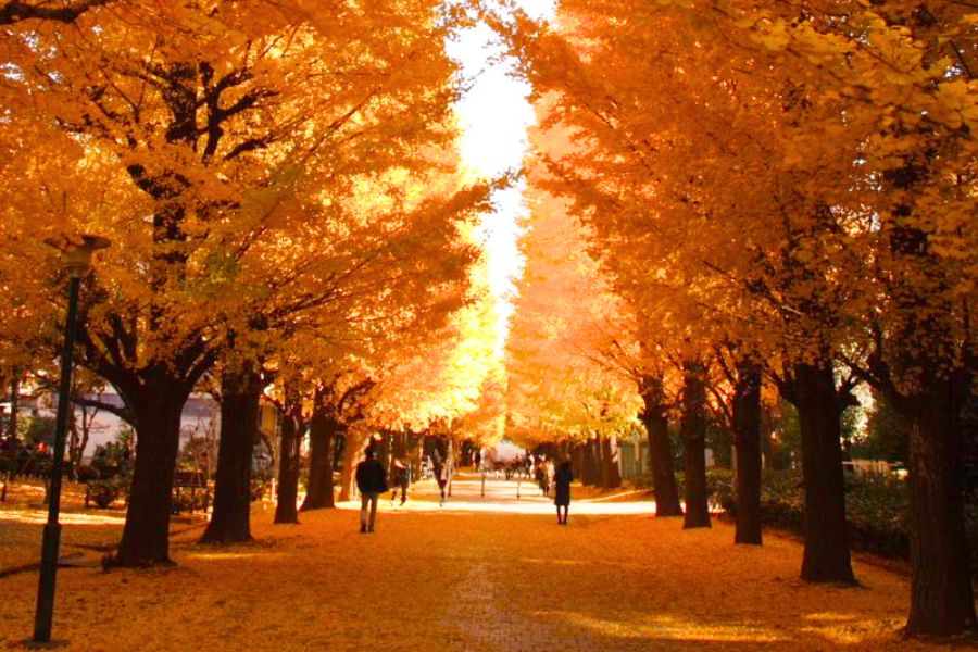 tokyo-autumn
