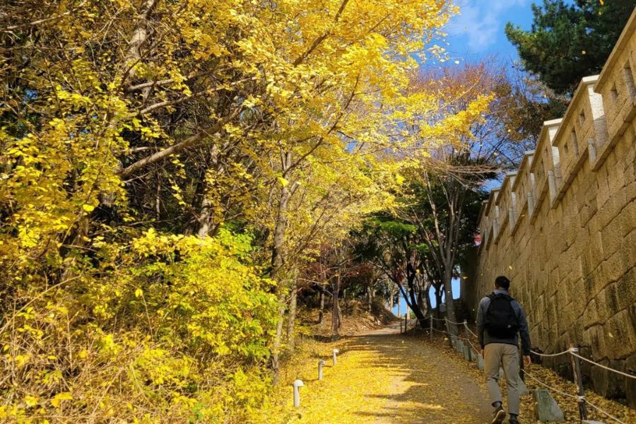 busan-autumn