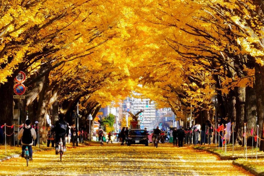 hokkaido-autumn