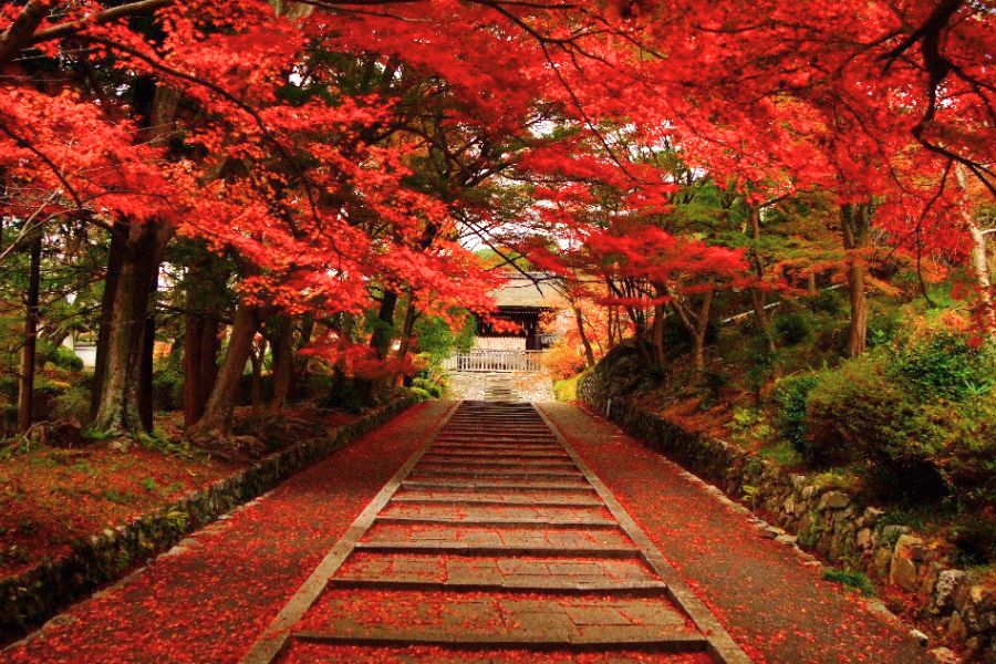 kyoto-autumn