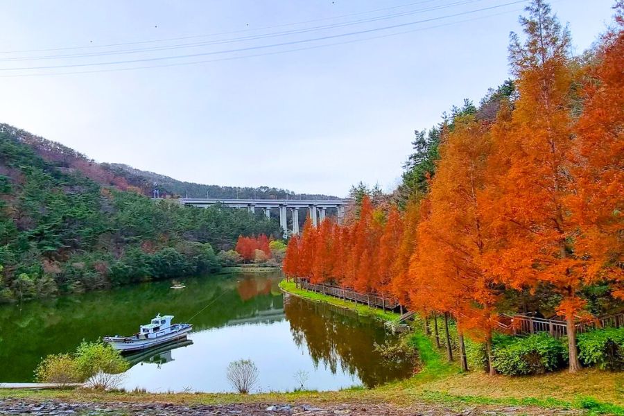 busan-autumn