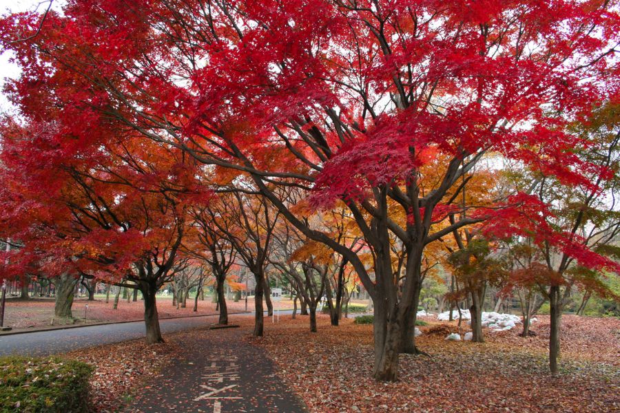 tokyo-autumn