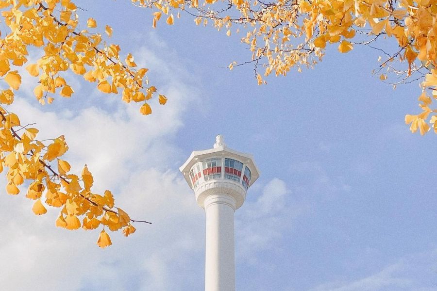 busan-autumn