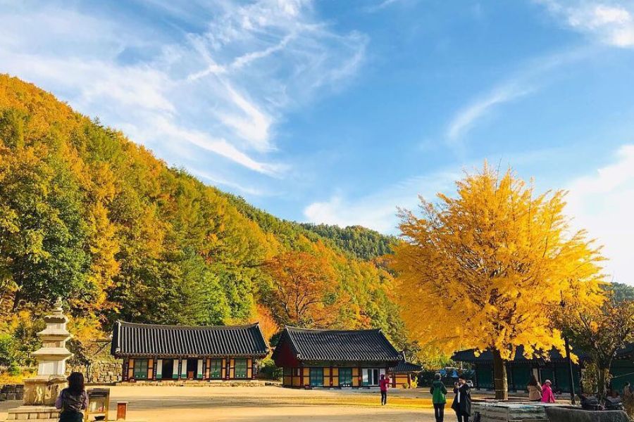 busan-autumn