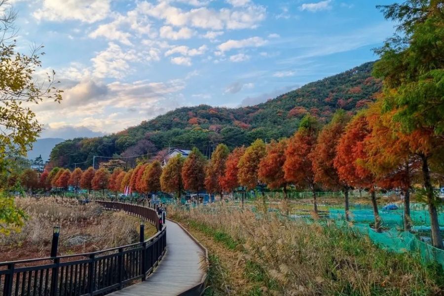 busan-autumn