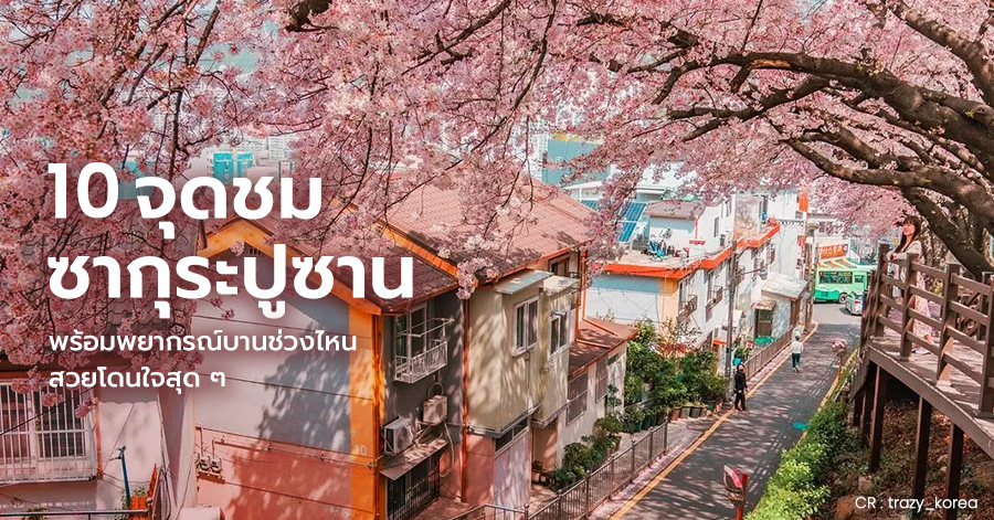 busan-sakura