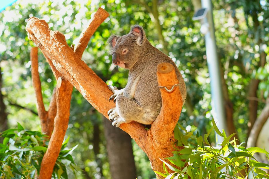 sydney-attractions