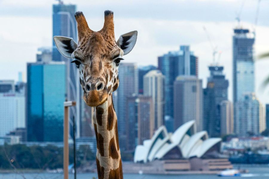 sydney-attractions