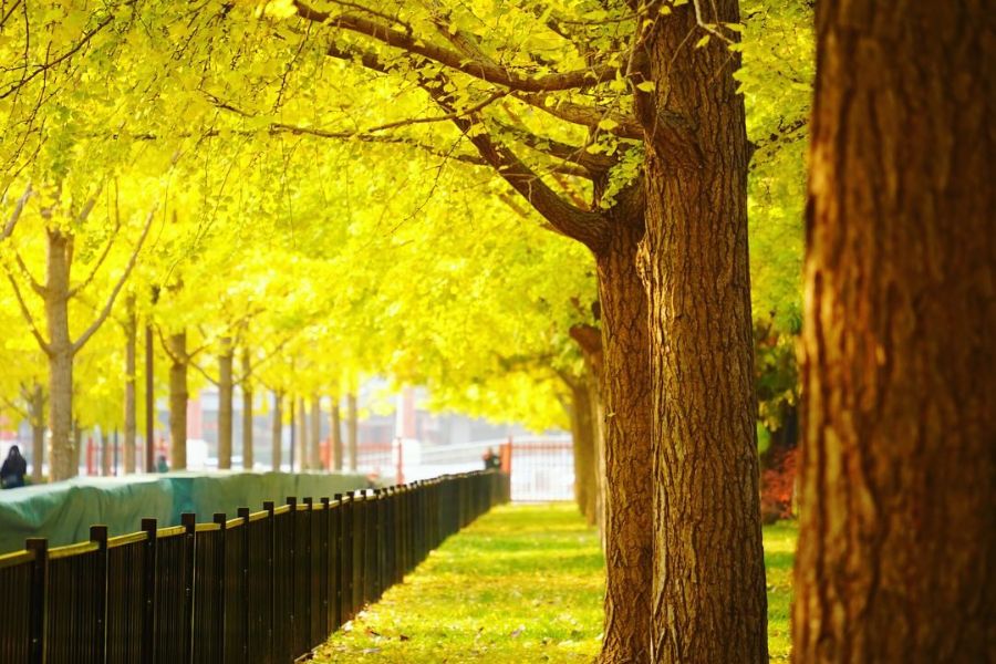 china-autumn