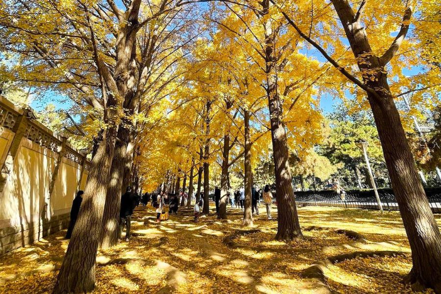 beijing-autumn