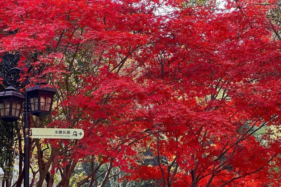 shanghai-autumn