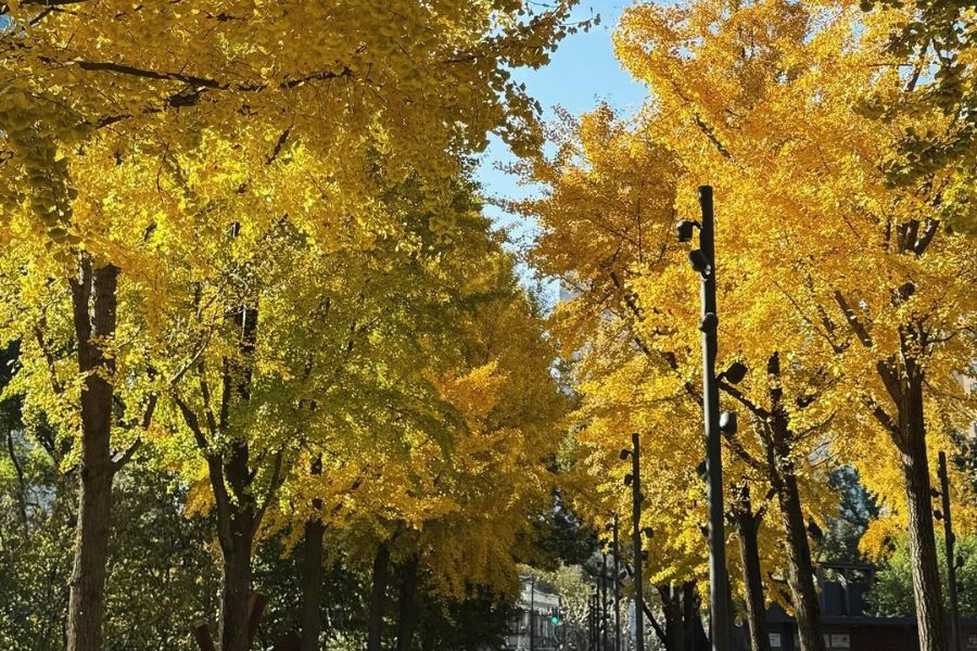 shanghai-autumn