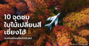 shanghai-autumn , ใบไม้เปลี่ยนสี เซี่ยงไฮ้