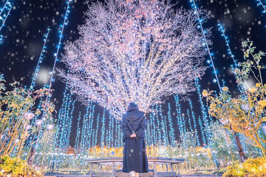 japan-illumination