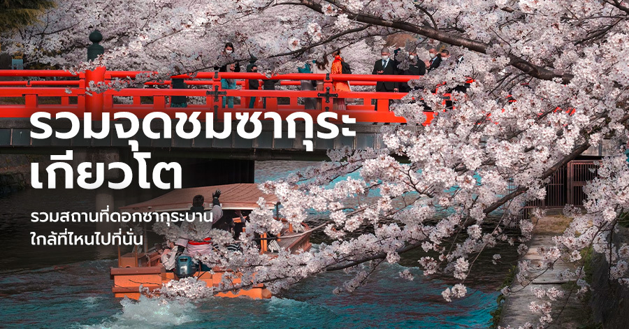 kyoto-sakura