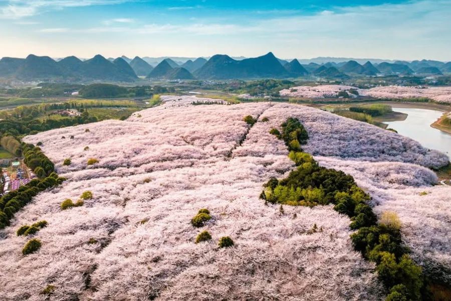 china-sakura