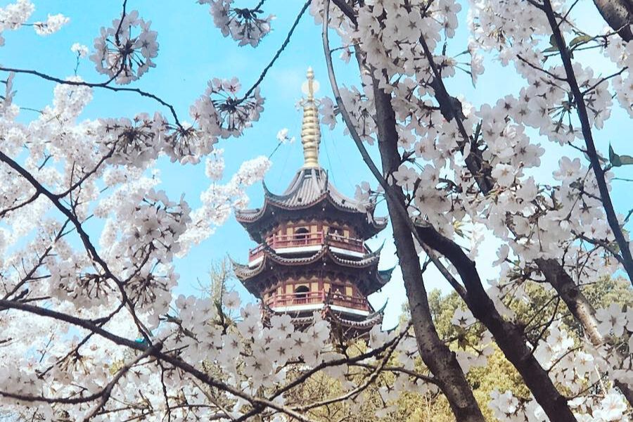 china-sakura