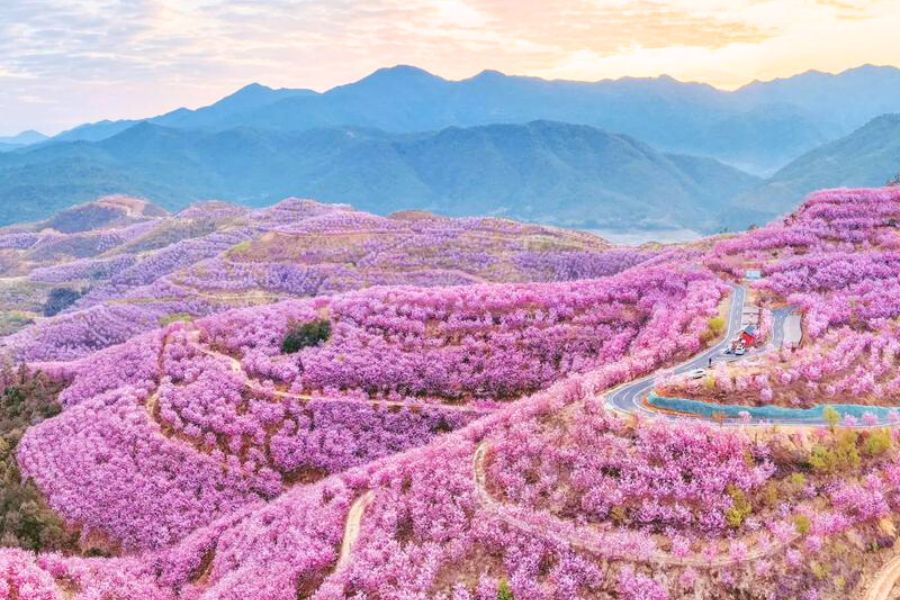 china-sakura